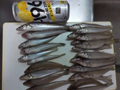 キスの釣果