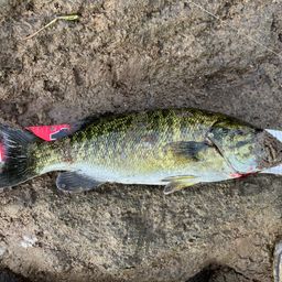 スモールマウスバス