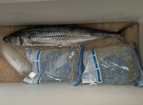 サワラの釣果