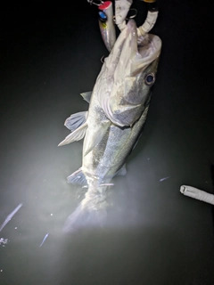 フッコ（マルスズキ）の釣果