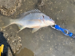 キビレの釣果