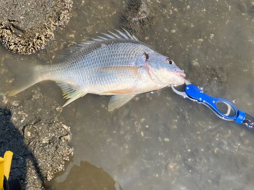 キビレの釣果