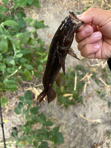 カワアナゴの釣果