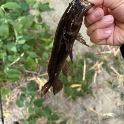 カワアナゴ