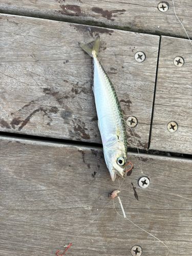 サバ