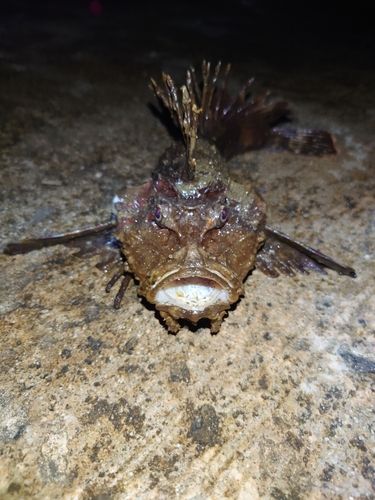 オニカサゴの釣果