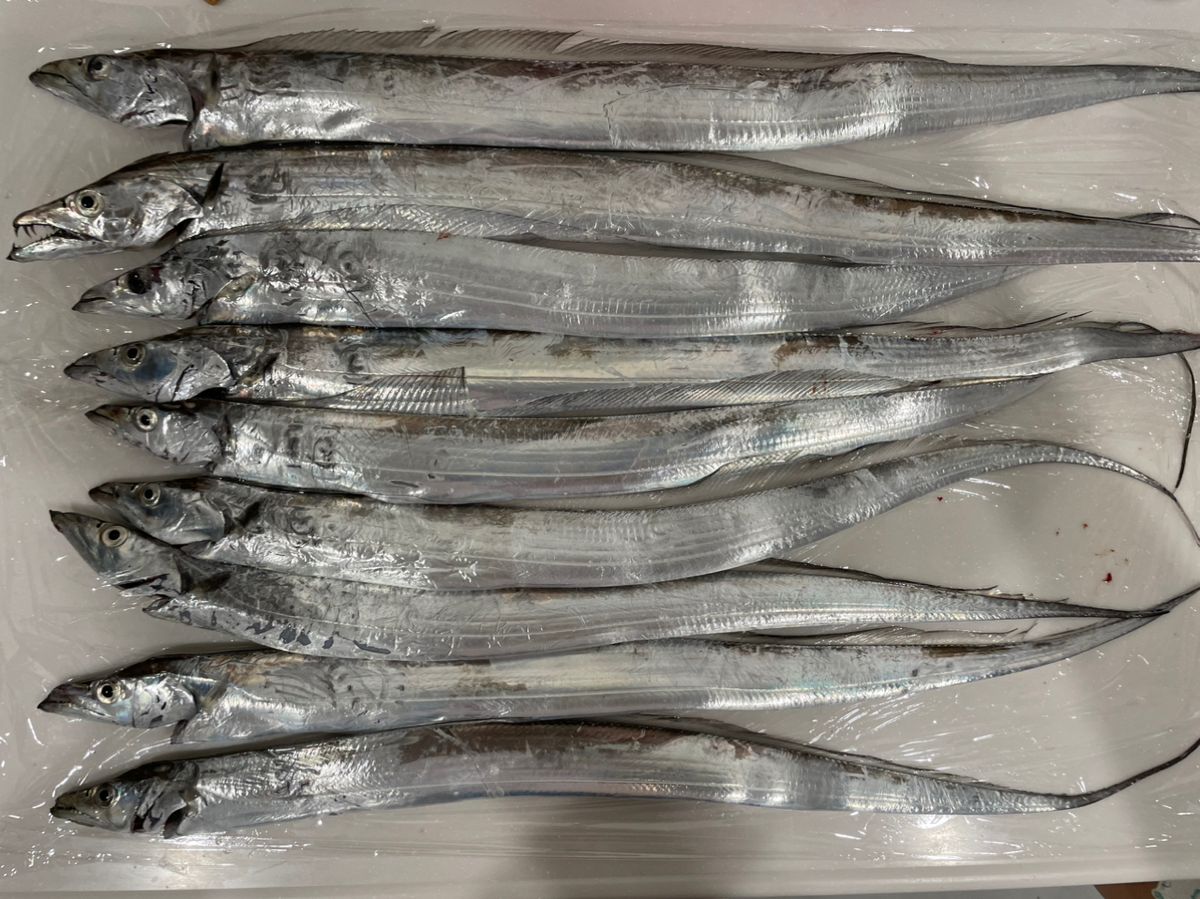 マルチアングラーさんの釣果 1枚目の画像