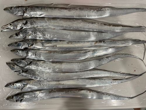 タチウオの釣果