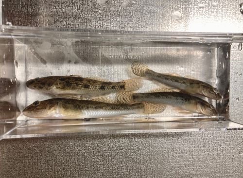 ハゼの釣果