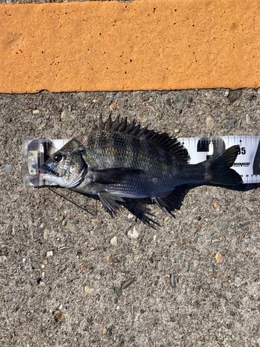 クロダイの釣果