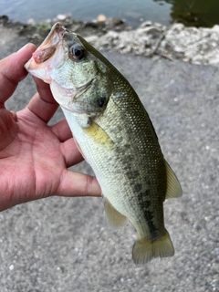 ブラックバスの釣果