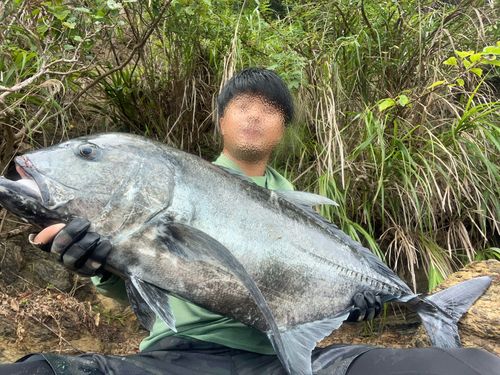 ロウニンアジの釣果