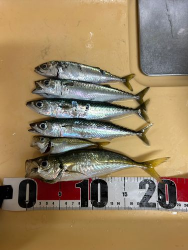 アジの釣果