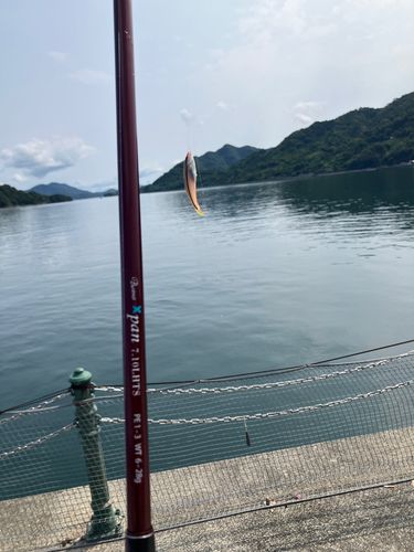 ギザミの釣果