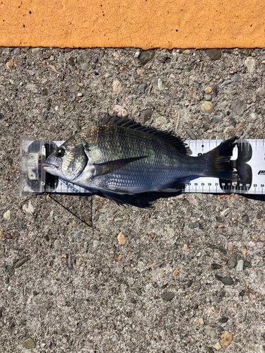 クロダイの釣果