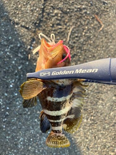 キジハタの釣果