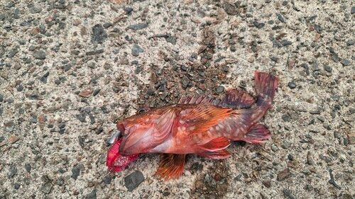 カサゴの釣果