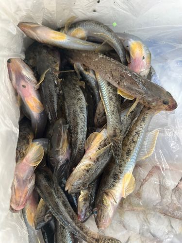 ハゼの釣果