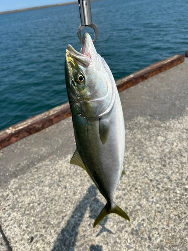 ハマチの釣果