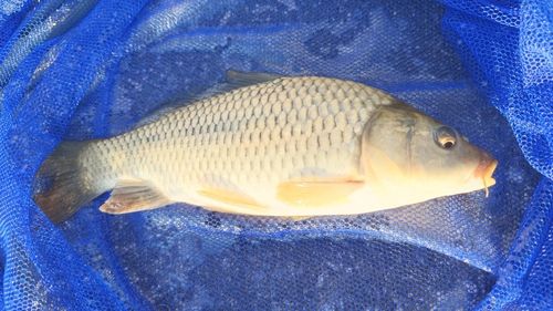 コイの釣果