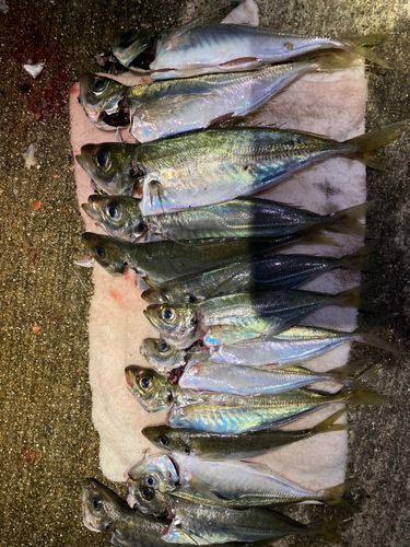 アジの釣果