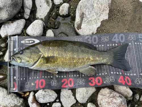 スモールマウスバスの釣果