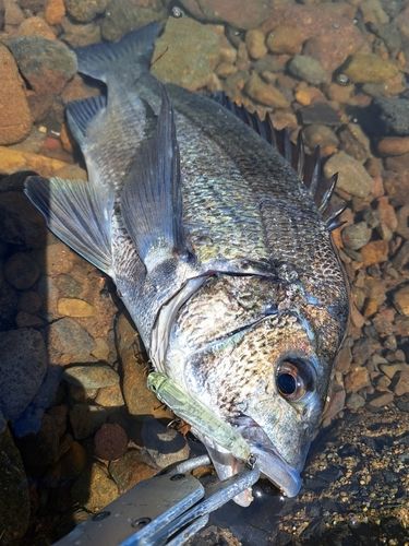 チヌの釣果