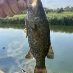 スモールマウスバス