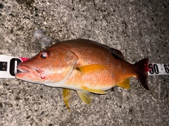 シブダイの釣果
