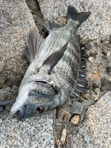 クロダイの釣果