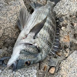 クロダイ
