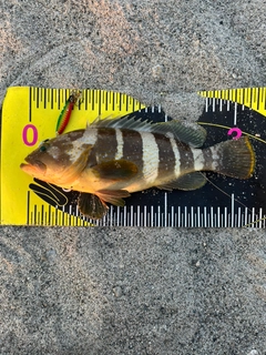 アオハタの釣果