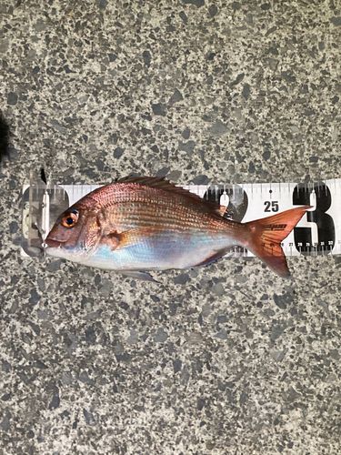 マダイの釣果