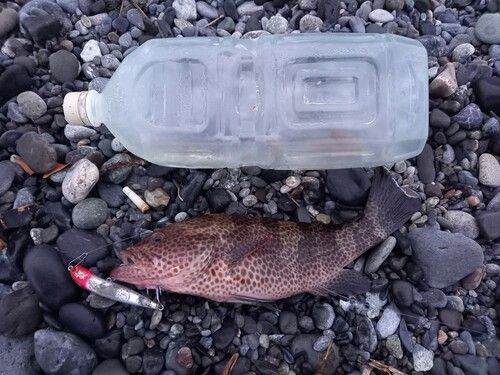 オオモンハタの釣果