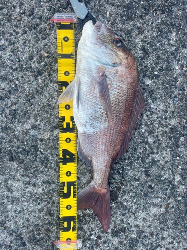 マダイの釣果