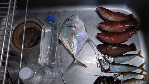 イトヒキアジの釣果