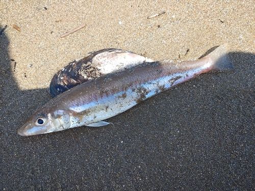 シロギスの釣果