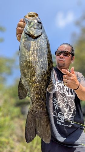 スモールマウスバスの釣果