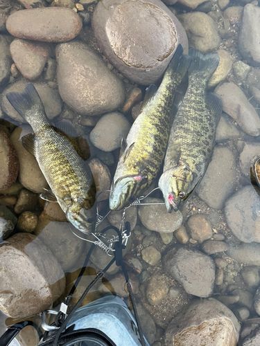スモールマウスバスの釣果
