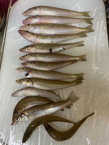 キスの釣果