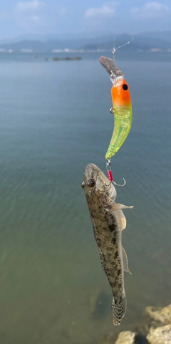 ハゼの釣果