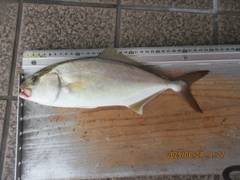 シオの釣果