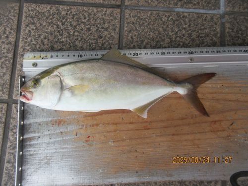 シオの釣果