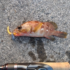 アカハタの釣果