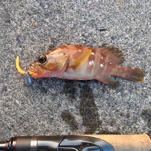 アカハタの釣果