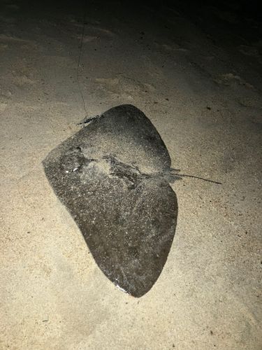 エイの釣果