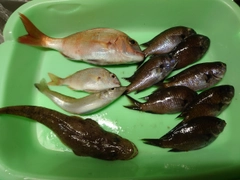 釣果