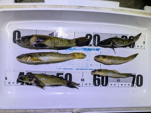 ハゼの釣果