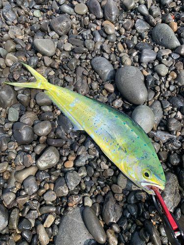 シイラの釣果