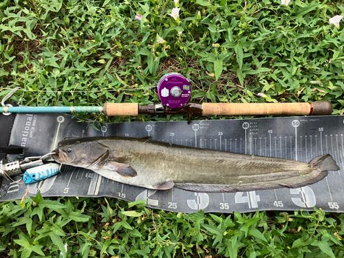 ナマズの釣果